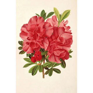 Charles Antoine Lemaire - Azalea baron de Schickler.webp
