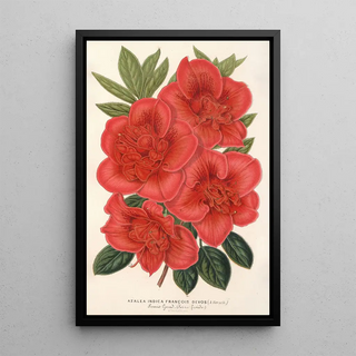 Charles Antoine Lemaire - Azalea indica Franois Devos hybride.webp