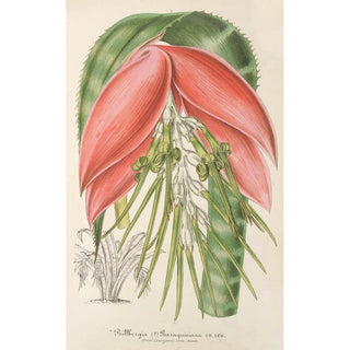 Charles Antoine Lemaire - Billbergia Baraquiniana.webp