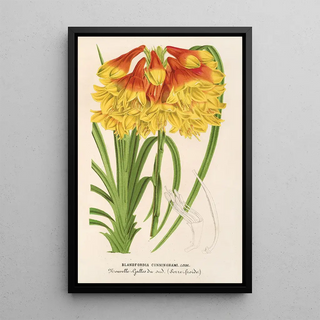 Charles Antoine Lemaire - Blandfordia Cunninghamii.webp