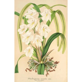 Charles Antoine Lemaire - Burlingtonia venusta.webp