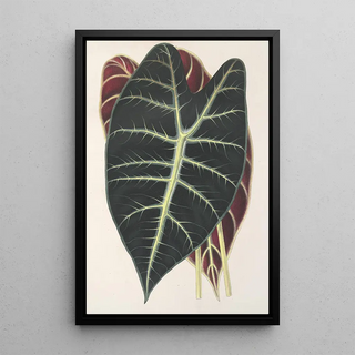 Charles Antoine Lemaire - Caladium Lowii.webp