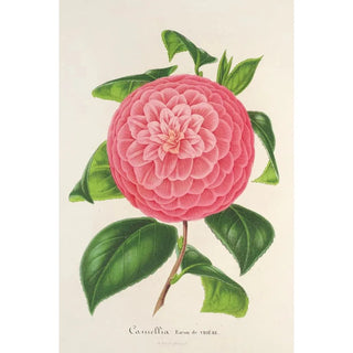 Charles Antoine Lemaire - Camellia Baron de Vrire.webp