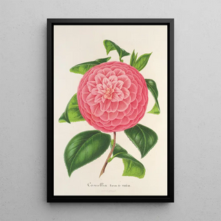 Charles Antoine Lemaire - Camellia Baron de Vrire.webp