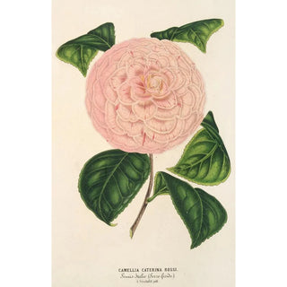 Charles Antoine Lemaire - Camellia Caterina Rossi.webp