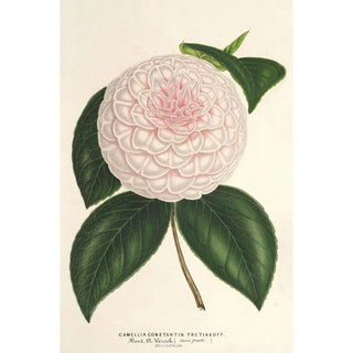 Charles Antoine Lemaire - Camellia Constantin Trtiakoff hybr.webp