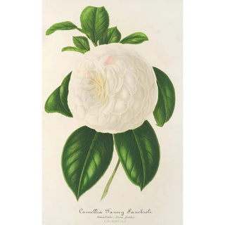 Charles Antoine Lemaire - Camellia Fanny Sanchioli.webp