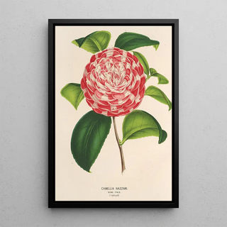 Charles Antoine Lemaire - Camellia Nazzari.webp