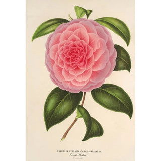 Charles Antoine Lemaire - Camellia Teresita Canzio Garibaldi.webp