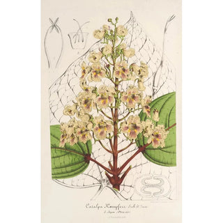 Charles Antoine Lemaire - Catalpa Kmpferi.webp