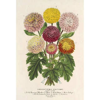 Charles Antoine Lemaire - Chrysanthmes nains dautomne.webp