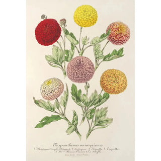 Charles Antoine Lemaire - Chrysanthmes nains prcoces.webp