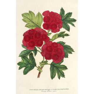 Charles Antoine Lemaire - Cratgus oxyacantha var flor coccin plenis.webp