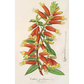 Charles Antoine Lemaire - Cypha Cuphea jorullensis.webp