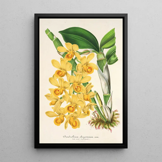 Charles Antoine Lemaire - Dendrobium chrysotoxum.webp