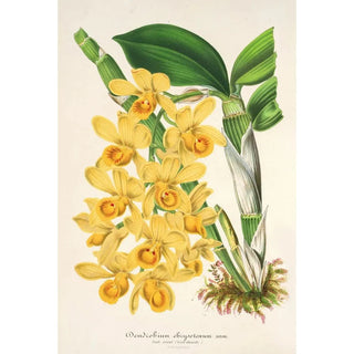 Charles Antoine Lemaire - Dendrobium chrysotoxum.webp