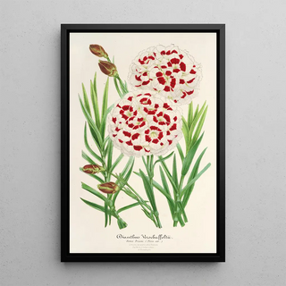 Charles Antoine Lemaire - Dianthus Verschaffeltii.webp