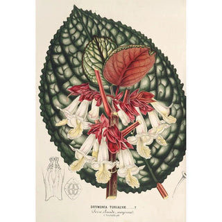 Charles Antoine Lemaire - Drymonia Turialv.webp