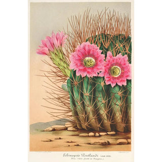 Charles Antoine Lemaire - Echinopsis Pentlandi.webp
