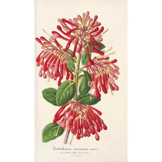 Charles Antoine Lemaire - Embothrium coccineum.webp