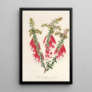 Charles Antoine Lemaire - Epacris miniata.webp