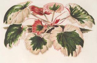 Charles Antoine Lemaire - Saxifraga Fortunei Hort angl var tricolor.webp