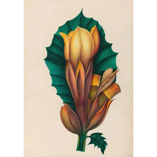 Charles Empson - Drawings of tropical flowers and fruits from South America Pl02.webp