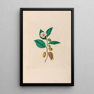 Charles Empson - Drawings of tropical flowers and fruits from South America Pl06.webp