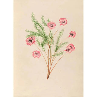 Charles Empson - Drawings of tropical flowers and fruits from South America Pl21.webp