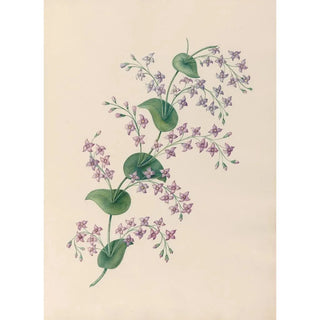 Charles Empson - Drawings of tropical flowers and fruits from South America Pl27.webp