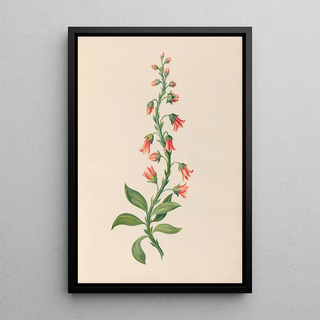 Charles Empson - Drawings of tropical flowers and fruits from South America Pl28.webp