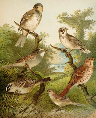 Christian Anton Goering - Die Nordamerikanische Vogelwelt pl25.webp