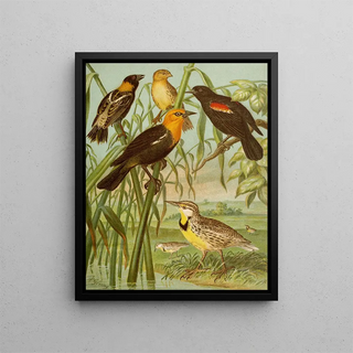 Christian Anton Goering - Die Nordamerikanische Vogelwelt pl30.webp