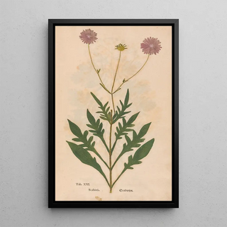 Christian Gottlieb Ludwig - Ectypa vegetabilium Pl021.webp