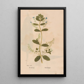 Christian Gottlieb Ludwig - Ectypa vegetabilium Pl030.webp