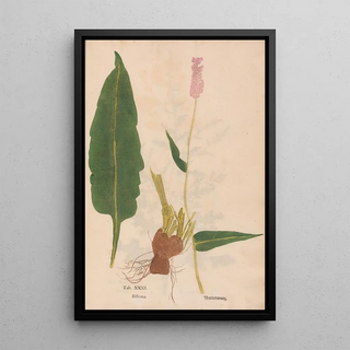 Christian Gottlieb Ludwig - Ectypa vegetabilium Pl031.webp