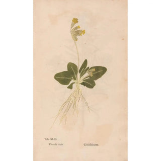 Christian Gottlieb Ludwig - Ectypa vegetabilium Pl043.webp