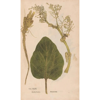 Christian Gottlieb Ludwig - Ectypa vegetabilium Pl046.webp
