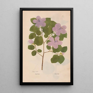 Christian Gottlieb Ludwig - Ectypa vegetabilium Pl056.webp