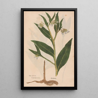 Christian Gottlieb Ludwig - Ectypa vegetabilium Pl080.webp