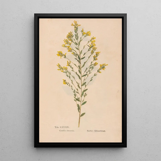 Christian Gottlieb Ludwig - Ectypa vegetabilium Pl084.webp