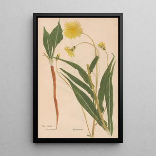 Christian Gottlieb Ludwig - Ectypa vegetabilium Pl096.webp