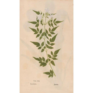 Christian Gottlieb Ludwig - Ectypa vegetabilium Pl111.webp