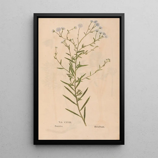 Christian Gottlieb Ludwig - Ectypa vegetabilium Pl118.webp