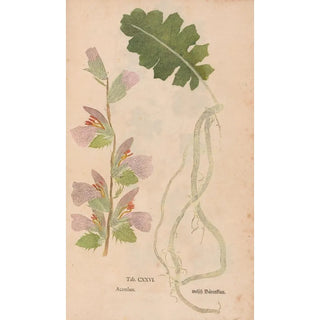 Christian Gottlieb Ludwig - Ectypa vegetabilium Pl126.webp