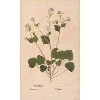 Christian Gottlieb Ludwig - Ectypa vegetabilium Pl133.webp