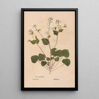 Christian Gottlieb Ludwig - Ectypa vegetabilium Pl133.webp