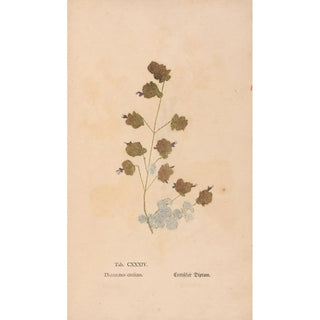 Christian Gottlieb Ludwig - Ectypa vegetabilium Pl134.webp