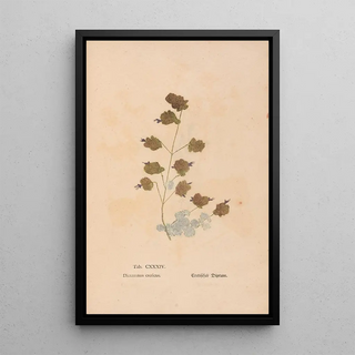 Christian Gottlieb Ludwig - Ectypa vegetabilium Pl134.webp