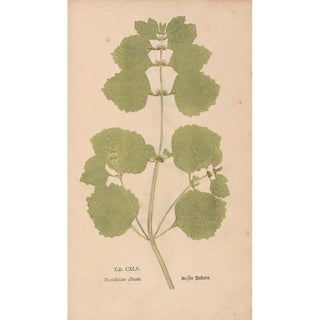 Christian Gottlieb Ludwig - Ectypa vegetabilium Pl145.webp